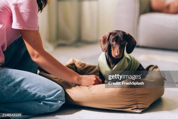 affectionate moment between woman and pet dachshund - tax bildbanksfoton och bilder