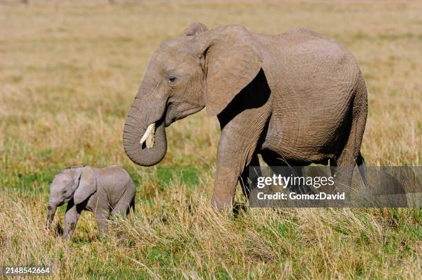 mother african elephant and her new calf - baby elephant walking stock pictures, royalty-free photos & images