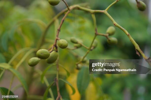 olive, mombin, hog plum - spondias purpurea stock pictures, royalty-free photos & images