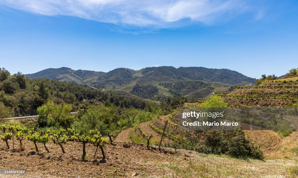 Grape vineyards in the Priorat region