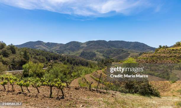 grape vineyards in the priorat region - barcelona province stock pictures, royalty-free photos & images