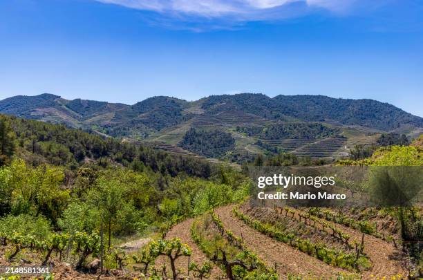 grape vineyards in the priorat region - tarragona stock pictures, royalty-free photos & images
