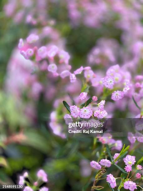 Pink Bogs 217 Bog Pink Stock Photos, High-Res Pictures, and Images - Getty Images