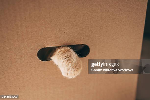 white cat's paws are peeking out of the hole in the cardboard box. copy space - cardboard box stock pictures, royalty-free photos & images