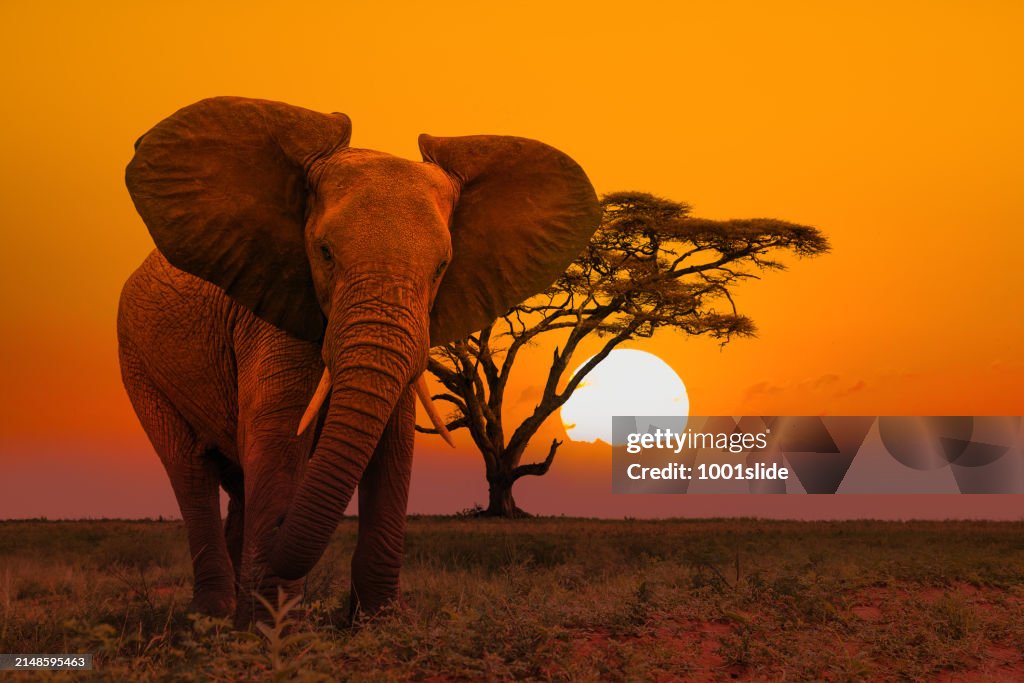 African Elephant in wilderness at Sunset