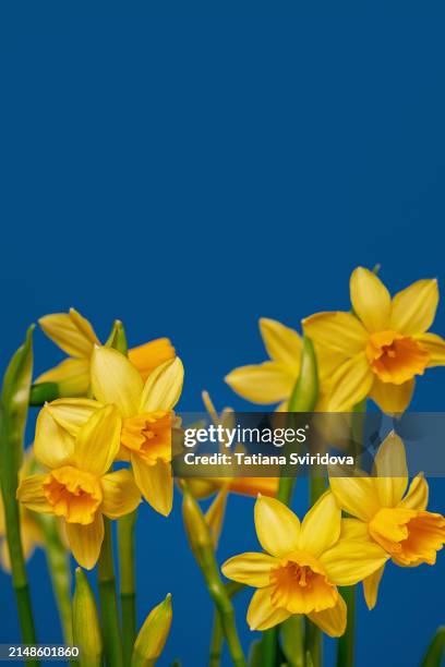 bouquet of yellow daffodils on dark blue background - nepal celebrates kuse aunsi or fathers day for departed souls stock pictures, royalty-free photos & images