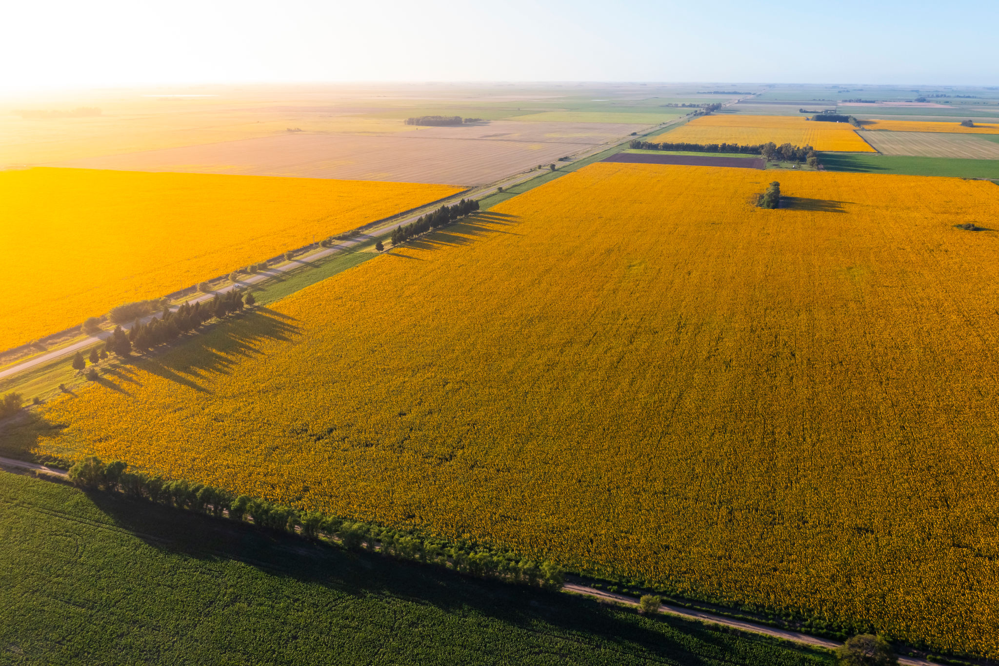 argentina agriculture