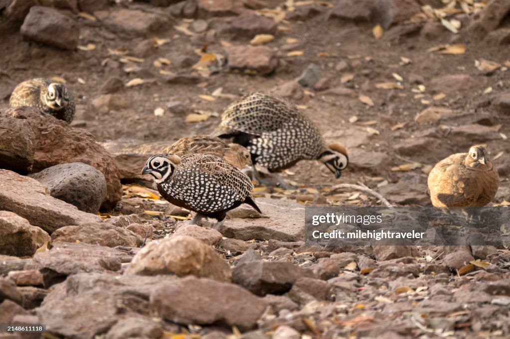 モンテスマウズラの群れ、デイビス山脈州立公園、テキサス州西部