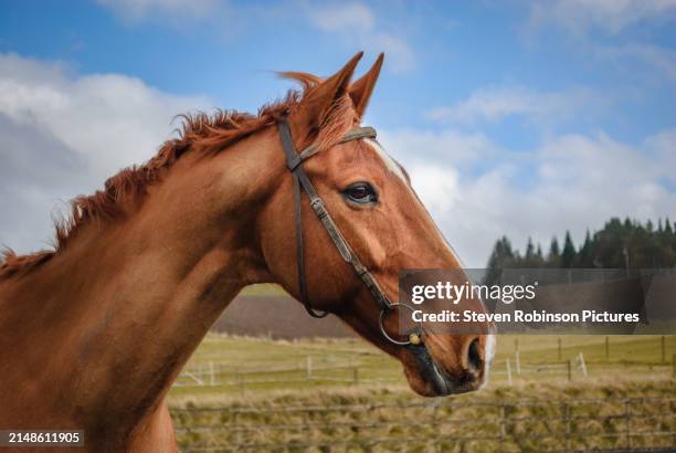 horse in spring, scotland. - horse stock pictures, royalty-free photos & images