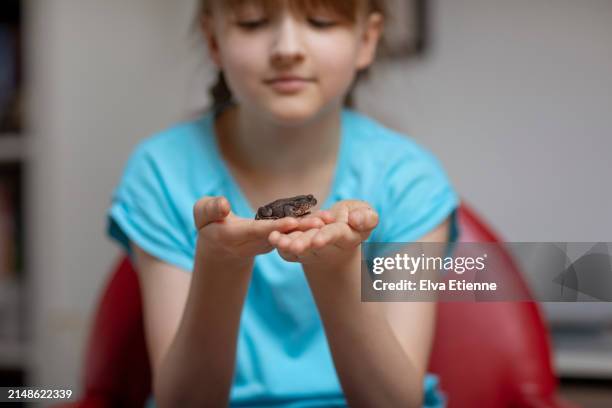 child sitting on a red chair indoors and examining a pet common toad held gently in her hands. - alpha female stock pictures, royalty-free photos & images