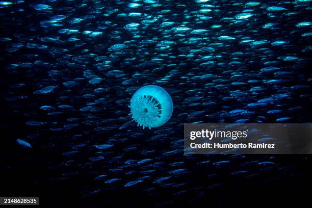cannonball jelly and false herrings - plankton bloom stock pictures, royalty-free photos & images