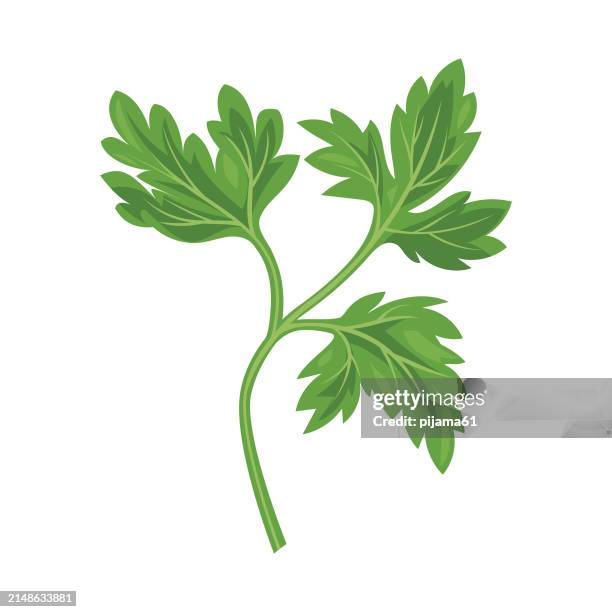 ilustrações de stock, clip art, desenhos animados e ícones de parsley leaf. - salsa