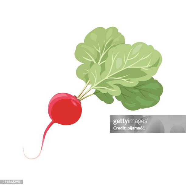 stockillustraties, clipart, cartoons en iconen met radish. image of a ripe radish with leaves. fresh radish. - radijs