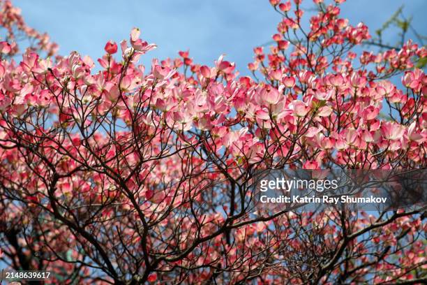 spring patterns - pink dogwood tree blooming - corolla petals stock pictures, royalty-free photos & images