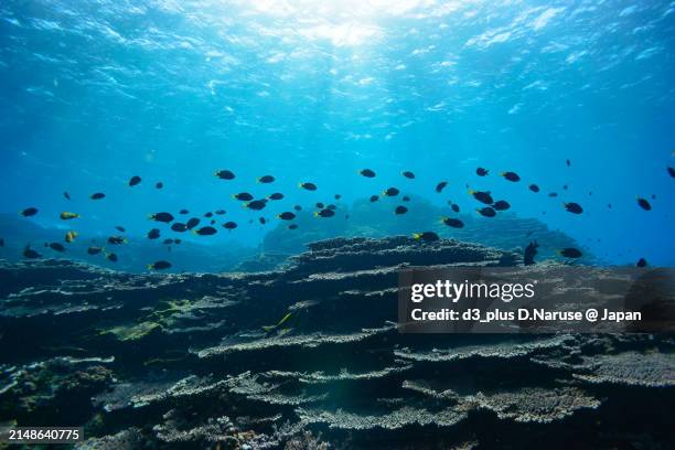 a school of the northern yellow-spotted chromis (chromis yamakawai iwatsubo & motomura) and yellow-brown wrasse (thalassoma lutescens) and others in wonderful coral reefs.

sokodo beach, a skin diving point.
izu islands, tokyo. japan,
underwater photo tak - spotted wrasse stock pictures, royalty-free photos & images