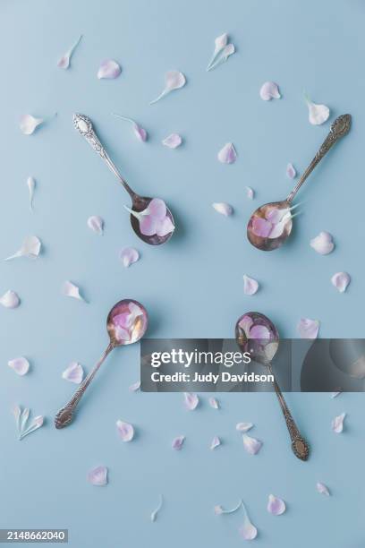 four tarnished antique silver spoons with pink carnations petals on blue background and room for text - silver spoon in mouth stock pictures, royalty-free photos & images