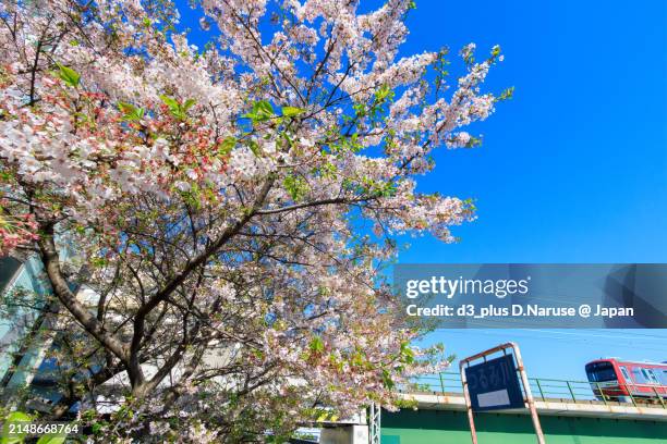 beautiful weeping cherry trees (cherry blossoms) in full bloom by the riverside and a red train. - 野鳥 ストックフォトと画像