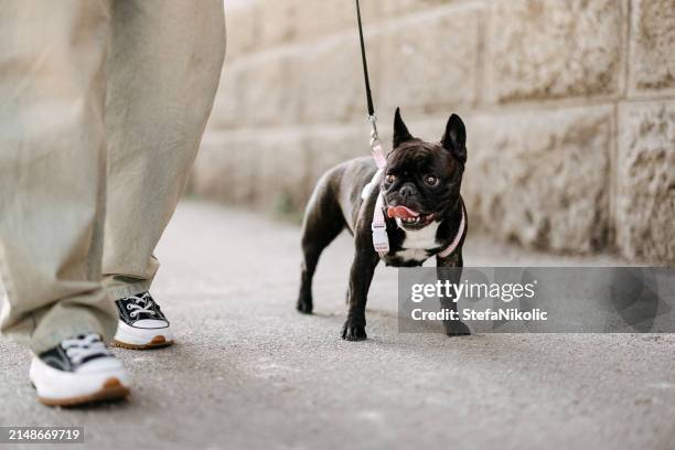 woman walking her dog - french bulldog stock pictures, royalty-free photos & images