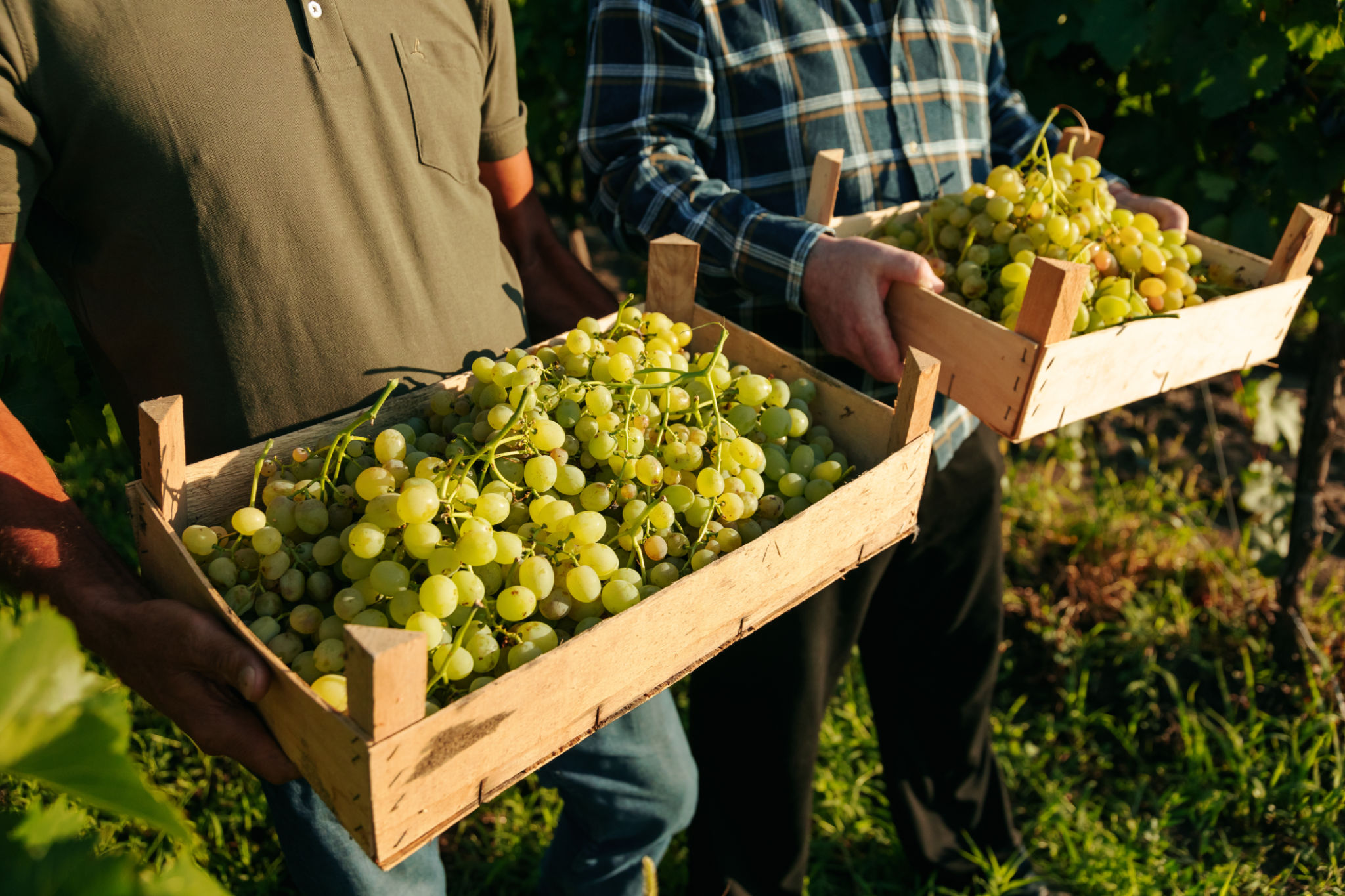 vineyard stay