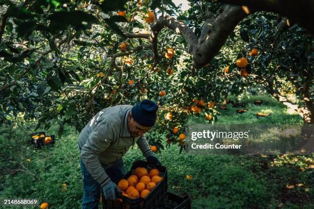 senior farmer at orange harvest - orange orchard stock pictures, royalty-free photos & images