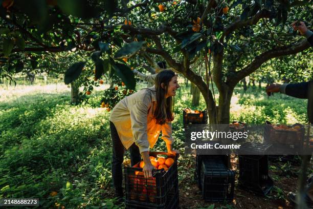 woman in orange orchard during harvest - citrus orchard stock pictures, royalty-free photos & images