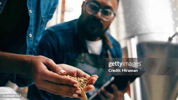 un trabajador diligente en una cervecería artesanal inspecciona cuidadosamente los granos de cebada, asegurando la calidad del proceso de elaboración de la cerveza. una mirada auténtica a la producción artesanal de cerveza. - fábrica de cerveza fotografías e imágenes de stock