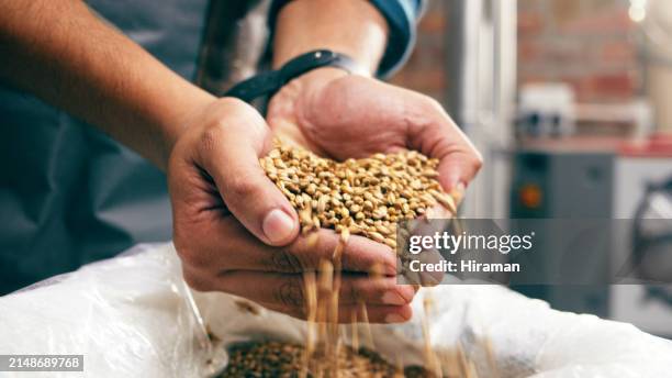 close-up of a skilled brewer's hands expertly holding barley grains, inspecting them against a backdrop of brewing equipment in a sunlit beer brewery. the image exudes quality and the artisanal aspect of beer production. - barley stock pictures, royalty-free photos & images