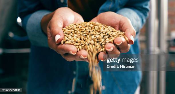a detailed shot of hands gracefully pouring golden barley grains with a blurred brewery setup in the background. the image encapsulates the initial steps of the craft beer brewing process with a focus on the raw material. - gerst stockfoto's en -beelden