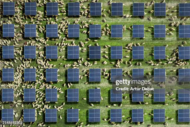 aerial view of a herd of sheeps grazing under the solar panels in spain. agrivoltaics. - navarra stock pictures, royalty-free photos & images