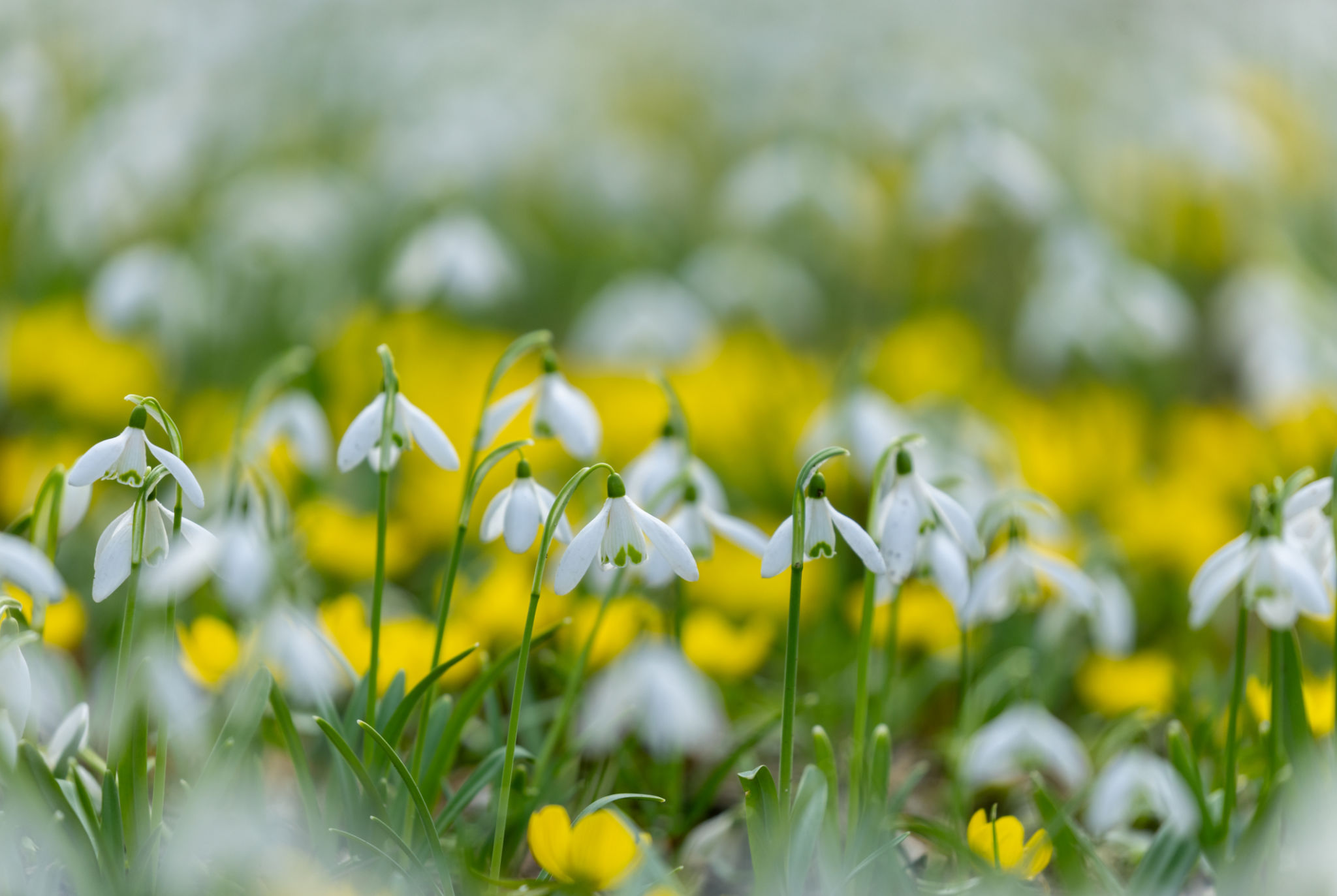 Nahaufnahme von Schneeglöckchen (Galanthus) Nahaufnahme von Schneeglöckchen (Galanthus)