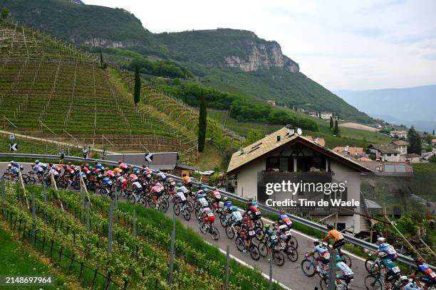General view of the peloton compete climbing to the Penone through a apple vineyards landscape during the 47th Tour of the Alps 2024, Stage 1 a...
