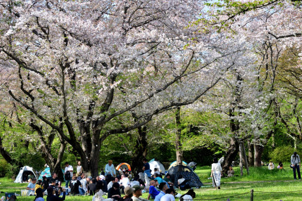 東京 イルミネーション デート 2026 昭和記念公園