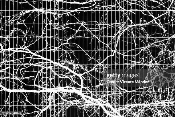 branches tangled in the fence - photo print border stock pictures, royalty-free photos & images
