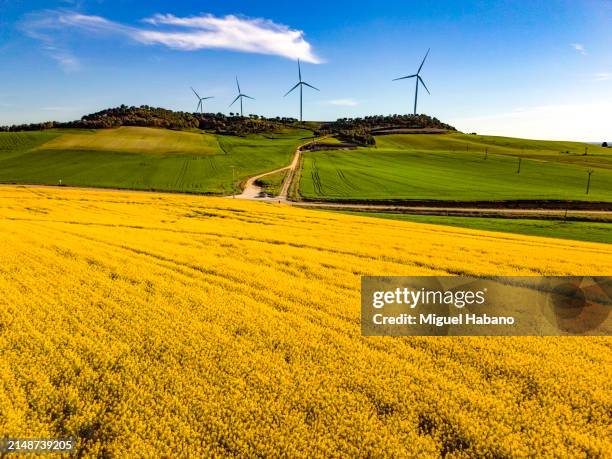 campo amarillo durante la floración de la canola - escena no urbana fotografías e imágenes de stock