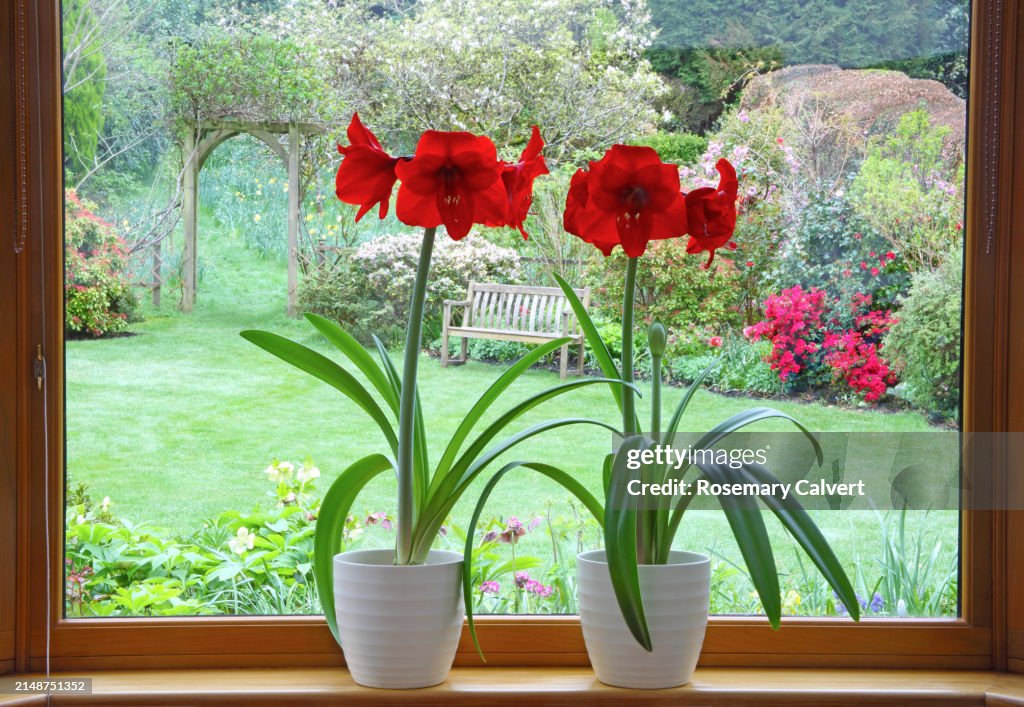 Two red amaryllis flowers on plants in pots on window sill.