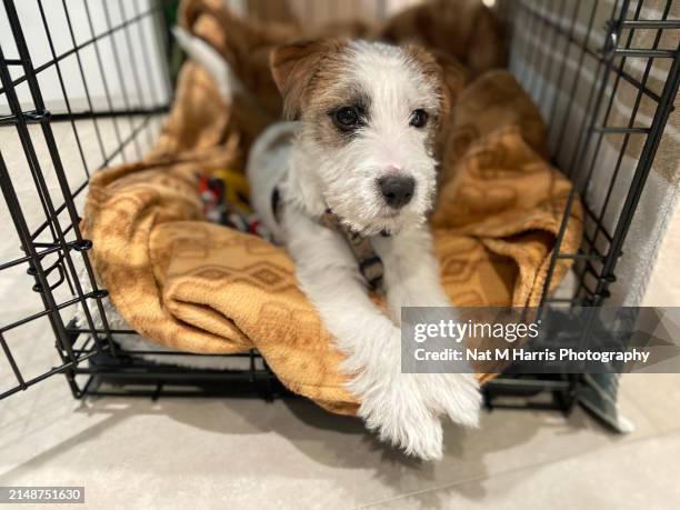 cute russell terrier puppy - holzkiste stock-fotos und bilder