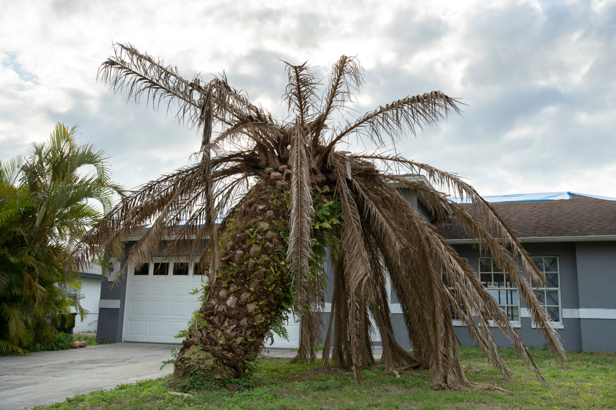 tree disposal