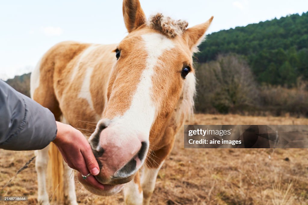 Hand of a young woman feeding a horse standing in a field outdoors in close-up, front view