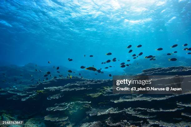 a school of the northern yellow-spotted chromis (chromis yamakawai iwatsubo & motomura) and yellow-brown wrasse (thalassoma lutescens) and others in wonderful coral reefs.

sokodo beach, a skin diving point.
izu islands, tokyo. japan,
underwater photo tak - spotted wrasse stock pictures, royalty-free photos & images