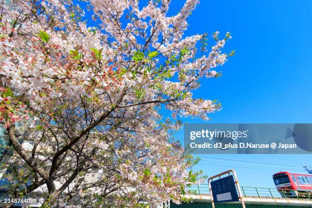 beautiful weeping cherry trees (cherry blossoms) in full bloom by the riverside and a red train. - 公共の建物 stock-fotos und bilder