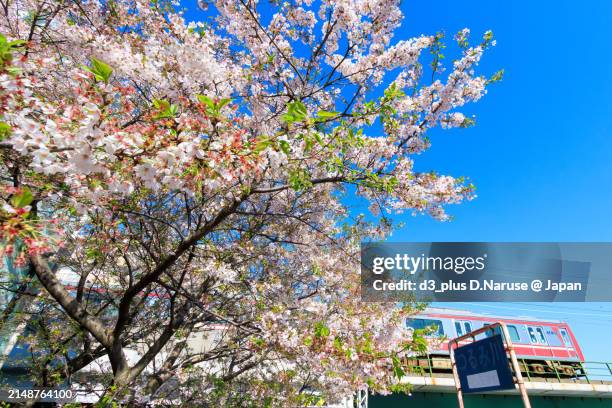 beautiful weeping cherry trees (cherry blossoms) in full bloom by the riverside and a red train. - 野鳥 ストックフォトと画像