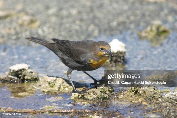 female yellow-headed blackbird - xanthocephalus xanthocephalus - drinking water - xanthocephalus stock pictures, royalty-free photos & images