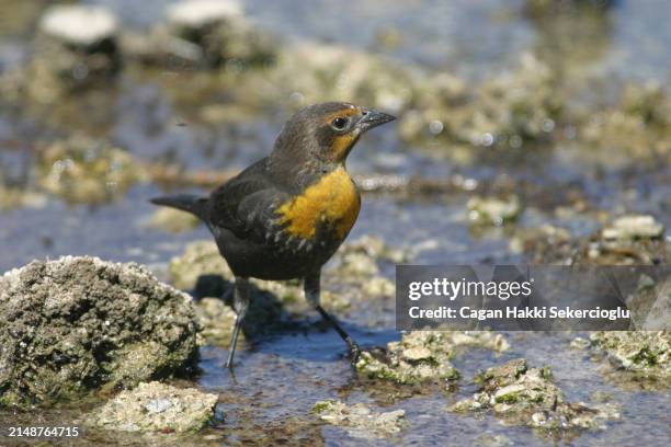 female yellow-headed blackbird - xanthocephalus xanthocephalus - drinking water - xanthocephalus stock pictures, royalty-free photos & images