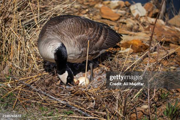 Brooding Canadian Goose 70 Canadian Goose Egg Stock Photos, High-Res Pictures, and Images ...