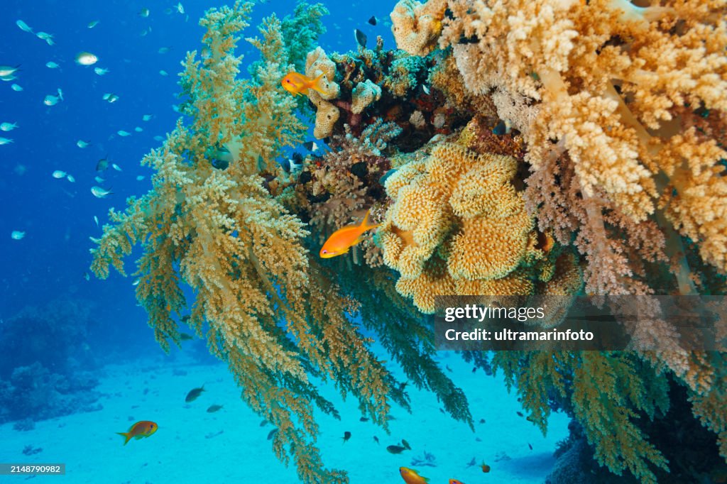 Coral reef propagated Broccoli soft coral - Luhophyton arboretum and red sea fish ( scalefin anthias ). Underwater Sea life Sea blooming