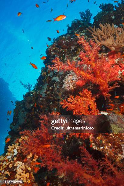 coral reef  propagated prickly alcyonarian - dendronephthya sp.  hot orange soft coral and red sea fish ( scalefin anthias ).   underwater sea life  sea blooming - gorgonia sp stock pictures, royalty-free photos & images
