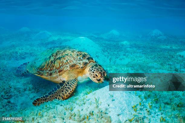 tortuga marina explora y disfruta bajo el agua, con tortugas verdes comiendo pastos marinos en fondos arenosos. vida marina - perspectiva de un submarinista fotografías e imágenes de stock