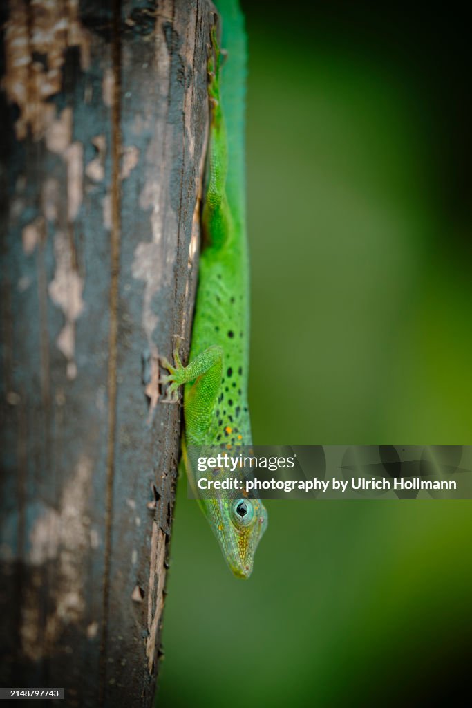 Wild Anole Lizard from Guadeloupe, Caribbean, France