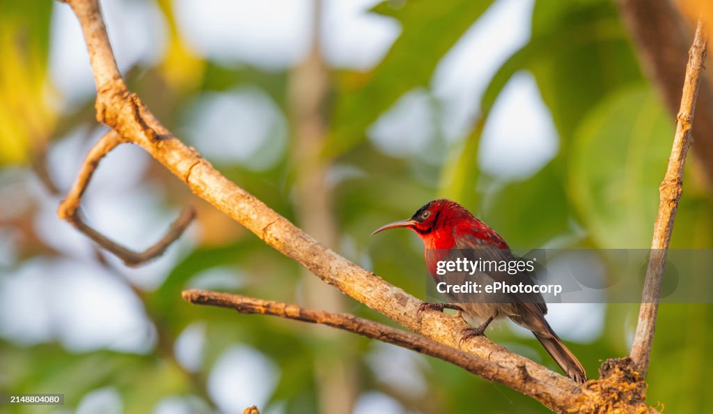 Koyna Wildlife Sanctuary, Satara, Maharashtra, India.Vigors's sunbird, Aethopyga vigorsii, Sahyadri sunbird, or western crimson sunbird,endemic to the Western Ghats of India. male