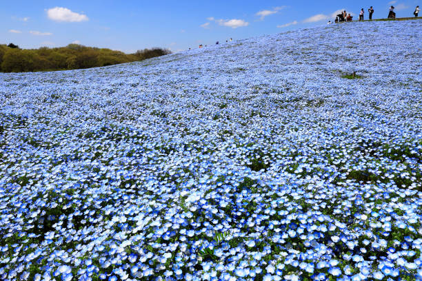 JPN: Nemophila In Full Bloom In Hitachinaka